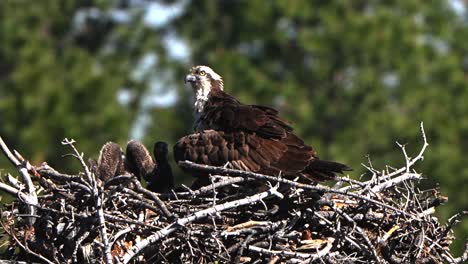 female osprey and her chicks