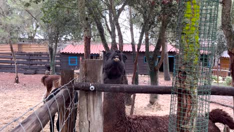 Primer-Plano-De-Una-Llama-Escupiendo-Pasto-Masticado-A-Los-Turistas-Que-Visitan