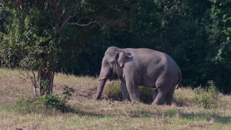 Trompa-Hacia-Abajo-En-La-Tierra-Mientras-Su-Enorme-Genital-Masculino-Cuelga-Mientras-También-Abanica-Su-Cuerpo-Con-Sus-Orejas,-Elefante-Indio-Elephas-Maximus-Indicus,-Tailandia