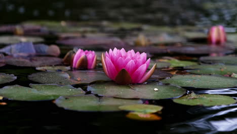 pink lotus water lily flower sits on green leaves floating on pond