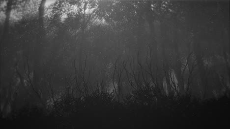 Bosque-Místico-Oscuro-Con-Luz-De-Luna