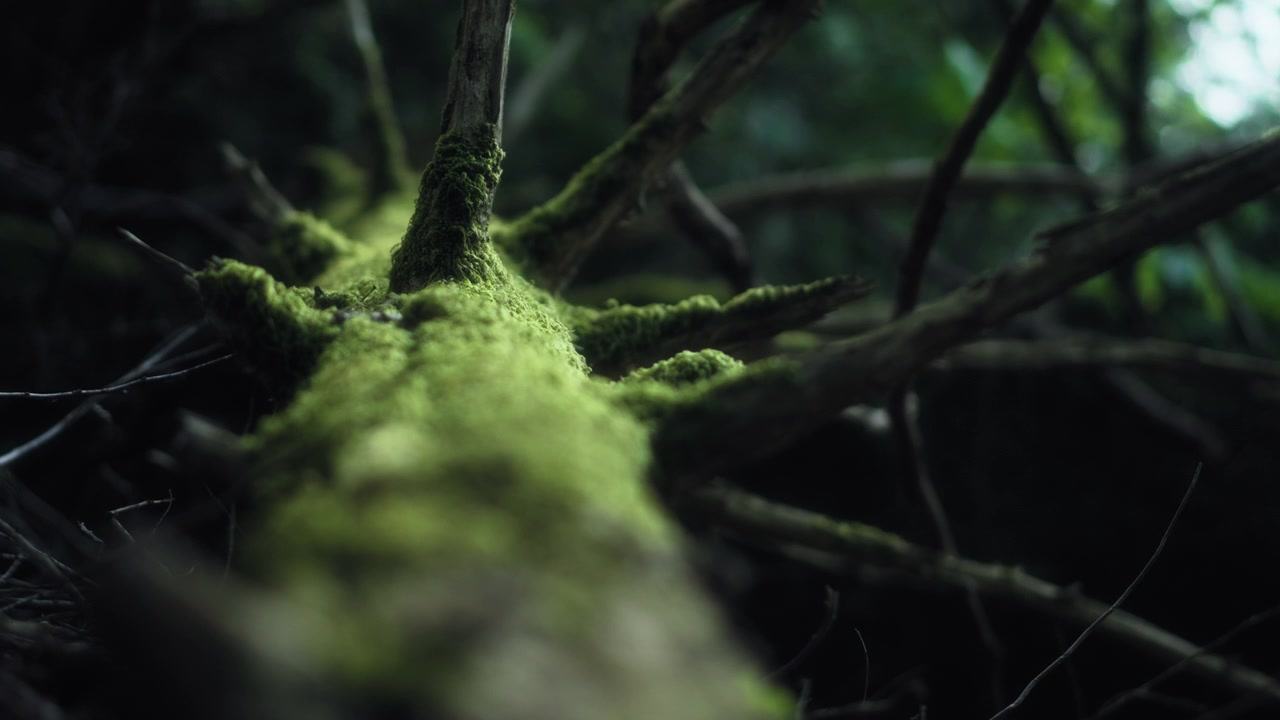 Sunlight shining upon green moss covered tree branch in the forest
