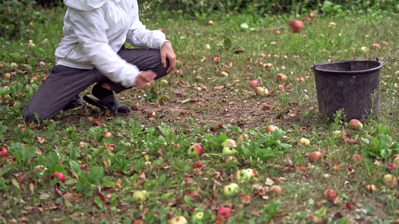 Boy picking up ripe apples in autumn. The ground is full of apples and a child throwing them into a black bucket on nature background. Harvesting fruits.