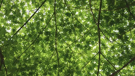 japanese maples, sun illuminating on warm spring day 4k