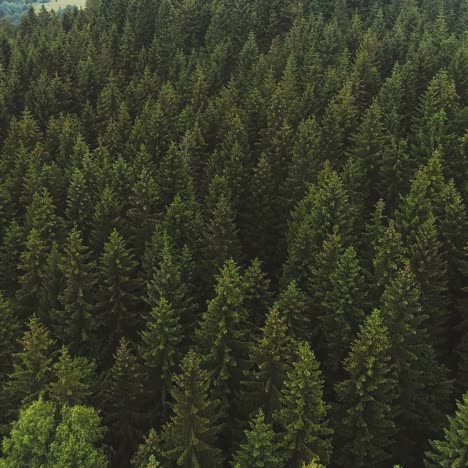 Volando-Sobre-El-Hermoso-Panorama-De-Paisaje-De-árboles-Forestales-61