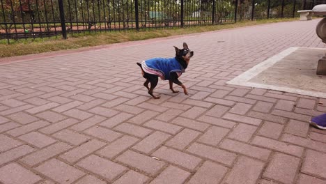 mini pinscher dog plays with it's owner at public urban outdoors park jumping with a sweater