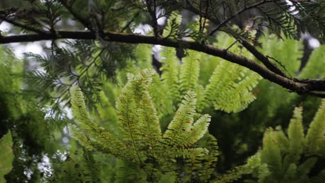 slow motion slider shot looking up at ferns on a cliff side