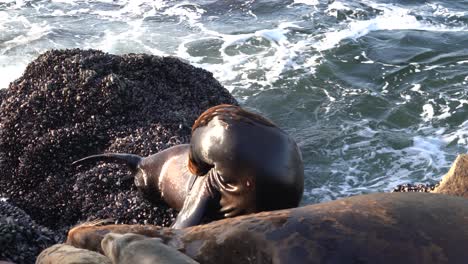 monterey bay wildlife, california sea lion bull has an itch on its back