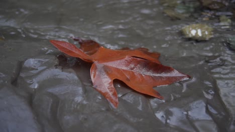 Solo-leaf-on-the-side-of-a-river