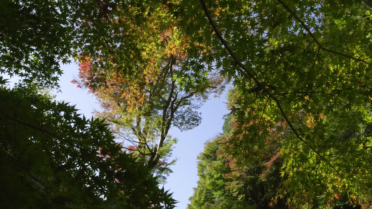 Perfect fall color leaves against blue sky. Looking up view against blue sky