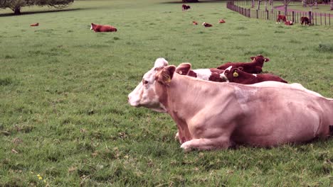 cow chewing grass