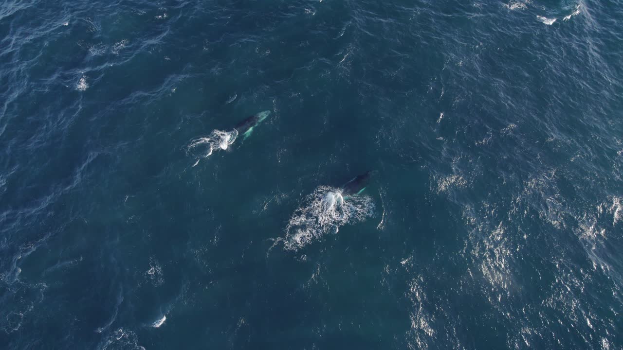par de ballenas jorobadas rompiendo y soplando agua en el mar azul