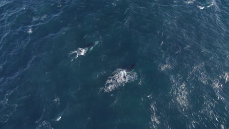 Paar-Buckelwale,-Die-Wasser-Im-Blauen-Meer-Durchbrechen-Und-Blasen
