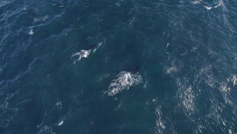 Pair-Of-Humpback-Whales-Breaching-And-Blowing-Water-In-The-Blue-Sea