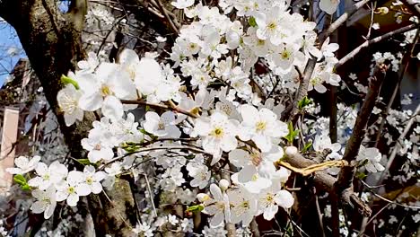 Rama-De-Flor-De-Cerezo-En-El-Viento-Con-Insecto-Apestoso