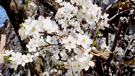 rama de flor de cerezo en el viento con insecto apestoso