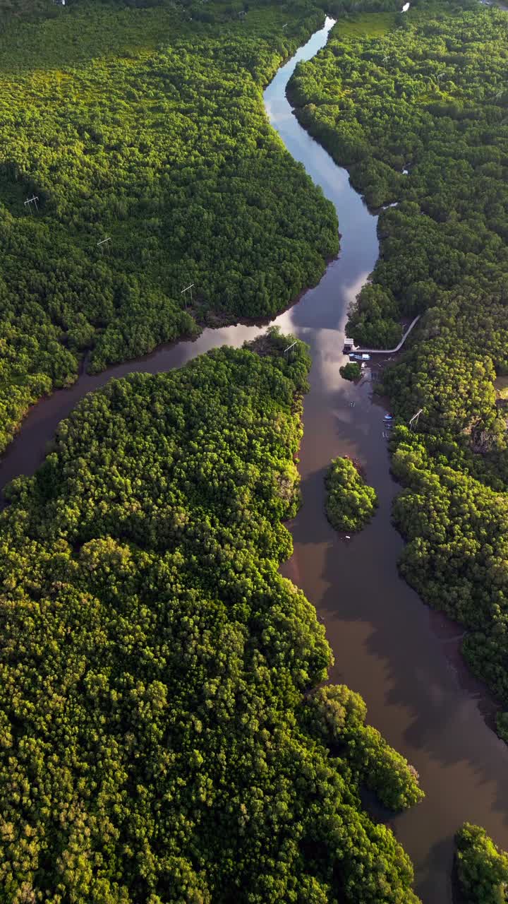 Vertical aerial video of Bali mangrove forest with winding tidal channels and dense green canopy, highlighting the natural beauty and vital role of wetlands in coastal protection