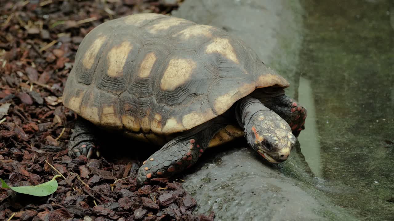 крупный план красноногой черепахи, пьющей и гуляющей