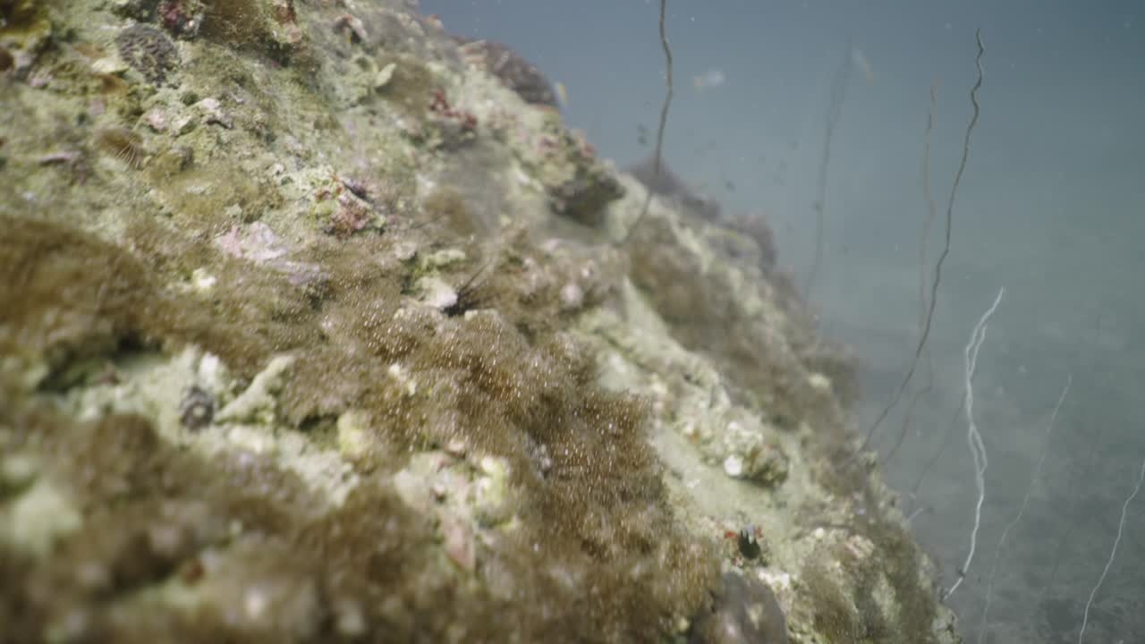 Piccoli pesci che nuotano vicino a una formazione corallina sott'acqua