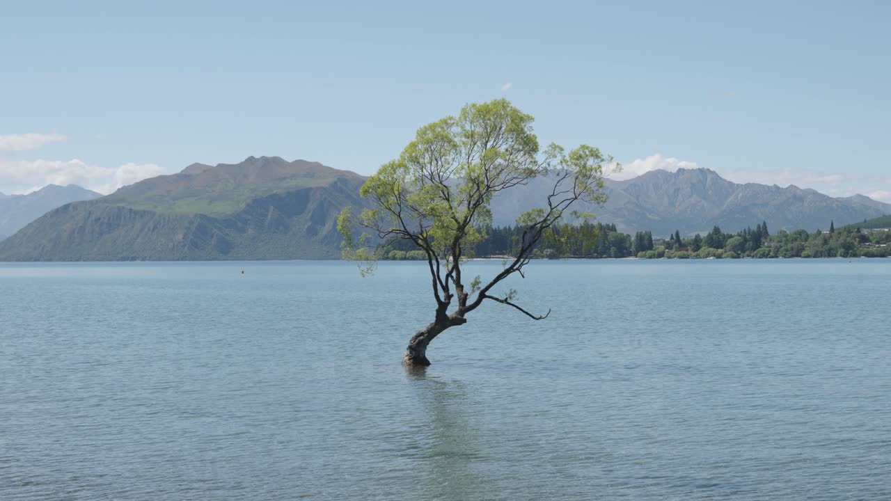 The Wanaka Tree growing in a lake with mountains behind on a sunny summer day in Wanaka, New Zealand.
