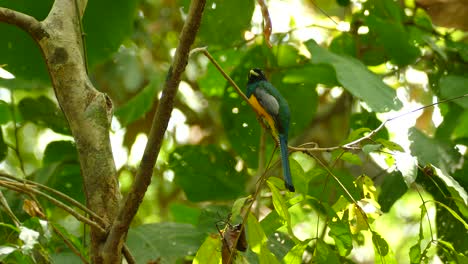 low angle of colorful bird perched on tree branch