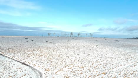 ascending drone shot of magical winter moorland and skeleton trees