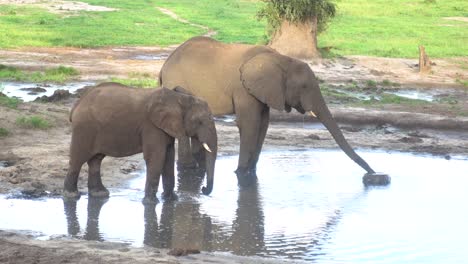 awesome steady shot of two wild african elephants standing in a small pond