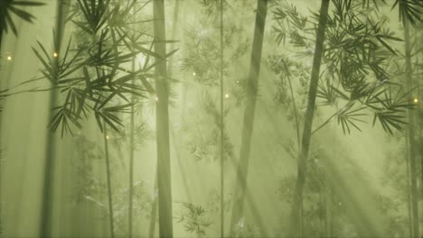 asian bamboo forest with morning fog weather