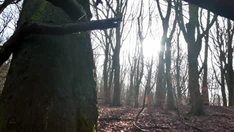 Closeup-shaded-woodland-forest-tree-trunks,-Sunshine-shining-through-autumn-branches