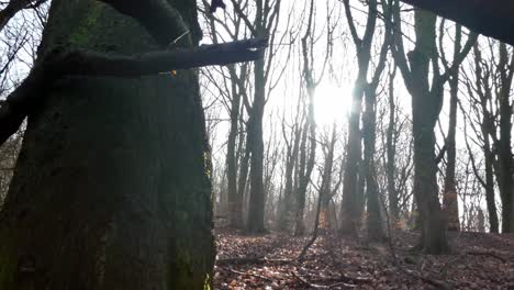 primer plano de troncos de árboles de bosque sombreado, sol brillando a través de ramas de otoño