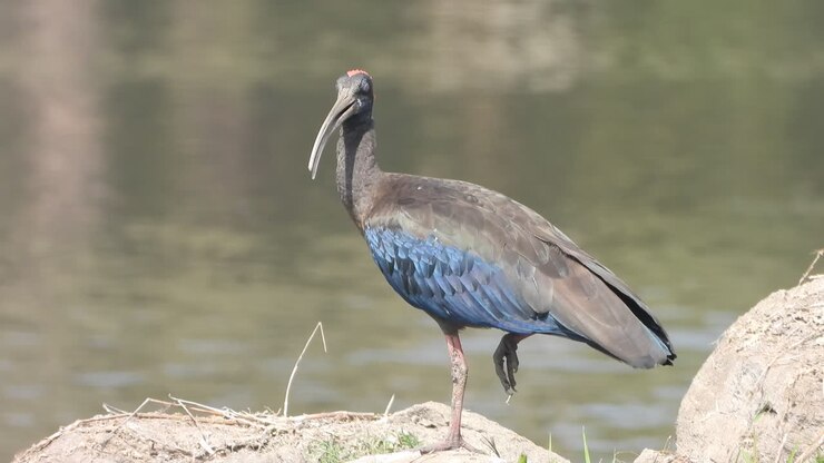 Ibis dal collo rosso nello stagno - nero