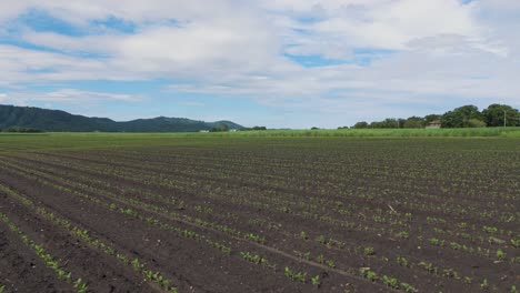 plantas jóvenes de caña de azúcar en campos extensos