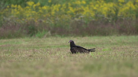 Buitres-De-Pavo-O-Buitres-De-Pavo-En-Un-Campo-De-Hierba-En-La-Temporada-De-Otoño-En-El-área-De-Manejo-De-Vida-Silvestre-De-Middle-Creek