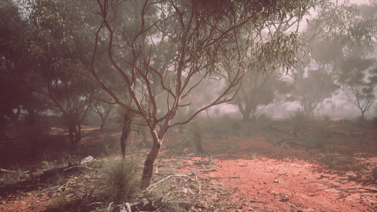 bosque australianos con niebla