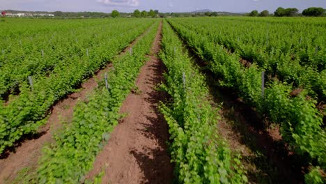 Lush-vineyard-rows-under-sunny-skies-near-Lecrès,-France---aerial-flyover