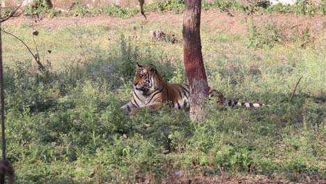 Junger-Indischer-Tiger-Sitzt-Im-Gebüsch-Und-Gähnt.-Ich-Bin-Müder-Indischer-Tiger,-Der-Im-Gras-Sitzt