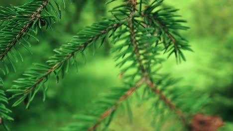 focus pull from a macro pine tree branch to a beautiful woman walking through the green forest