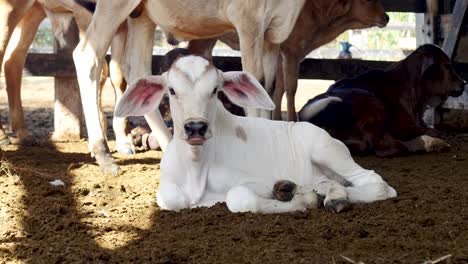 new born calf resting on the farmyard beside her mother