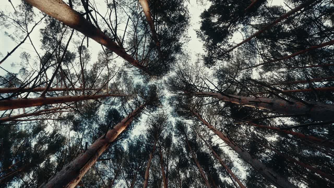 Low Angle View of Tall Pine Trees Swaying in the Wind