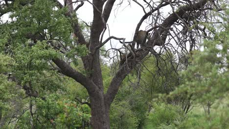 wide shot of a leopard standing up in a tree over its prey before climbing higher and leaving the frame, kruger national park