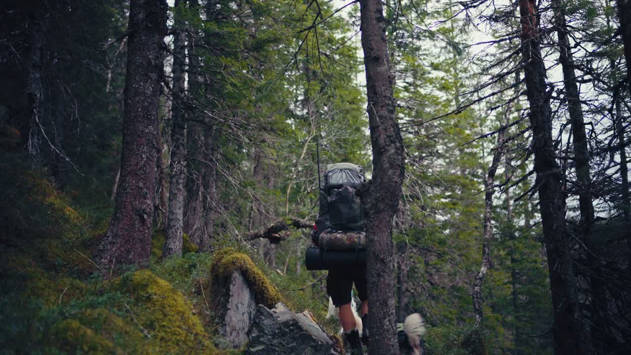 Male Hiker With His Alaskan Malamute Pet Dogs In Åfjord, Norway - Static Shot