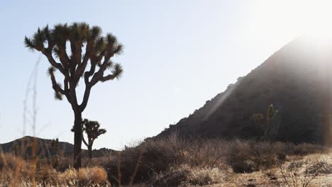 time-lapse of sunrise and a joshua tree in the desert at joshua tree national park