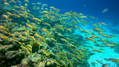 Pez-Cabra-En-Gran-Número-En-El-Arrecife-De-Coral-Del-Mar-Rojo-De-Egipto