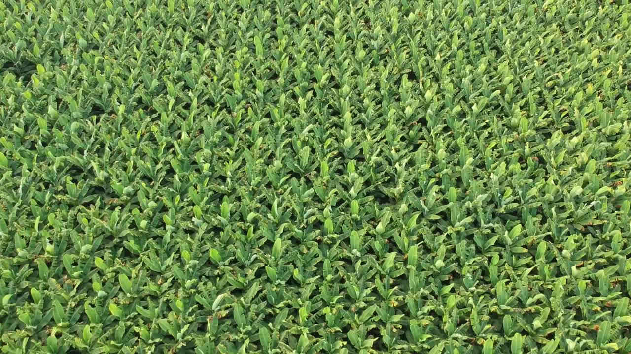 finca bananera en la india | fruta | agricultura | banano