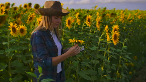 Eine-Botaniklehrerin-Betrachtet-Eine-Sonnenblume-Auf-Dem-Feld-Und-Beschreibt-Ihre-Eigenschaften-Auf-Ihrem-Tablet.