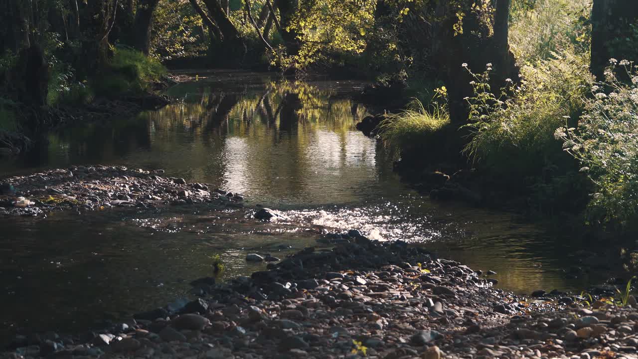 Beken en stroompjes van fris en helder water dat door de stenen en het bos stroomt
