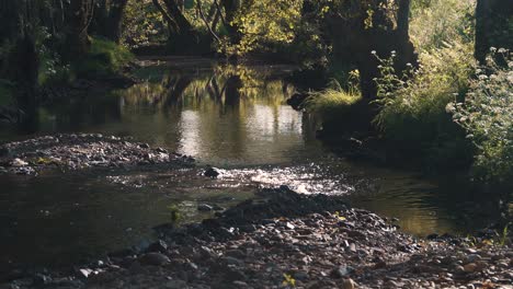 creeks and streams of fresh and transparent water flowing thru the stones and forrest
