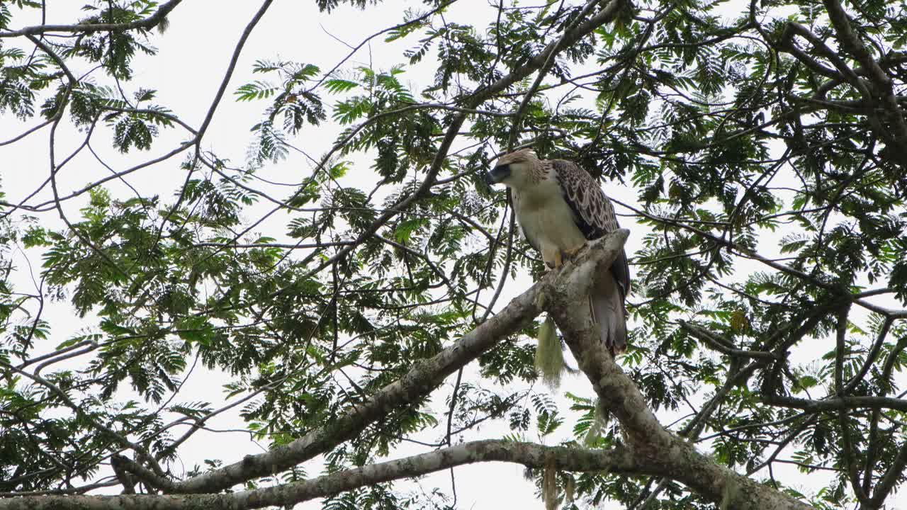 mirando hacia abajo hacia la izquierda, luego da un paso a la derecha con entusiasmo y luego se va volando, imágenes raras, águila filipina pithecophaga jefferyi, filipinas