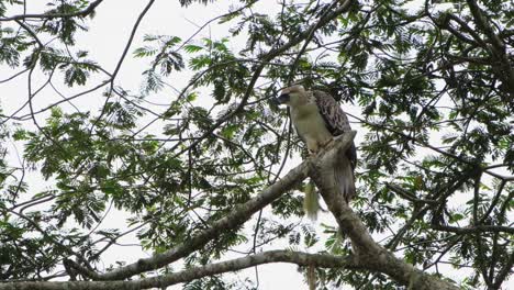 Looking-down-towards-the-left-then-steps-to-its-right-excitedly-and-then-flies-away,-Rare-Footage,-Philippine-Eagle-Pithecophaga-jefferyi,-Philippines