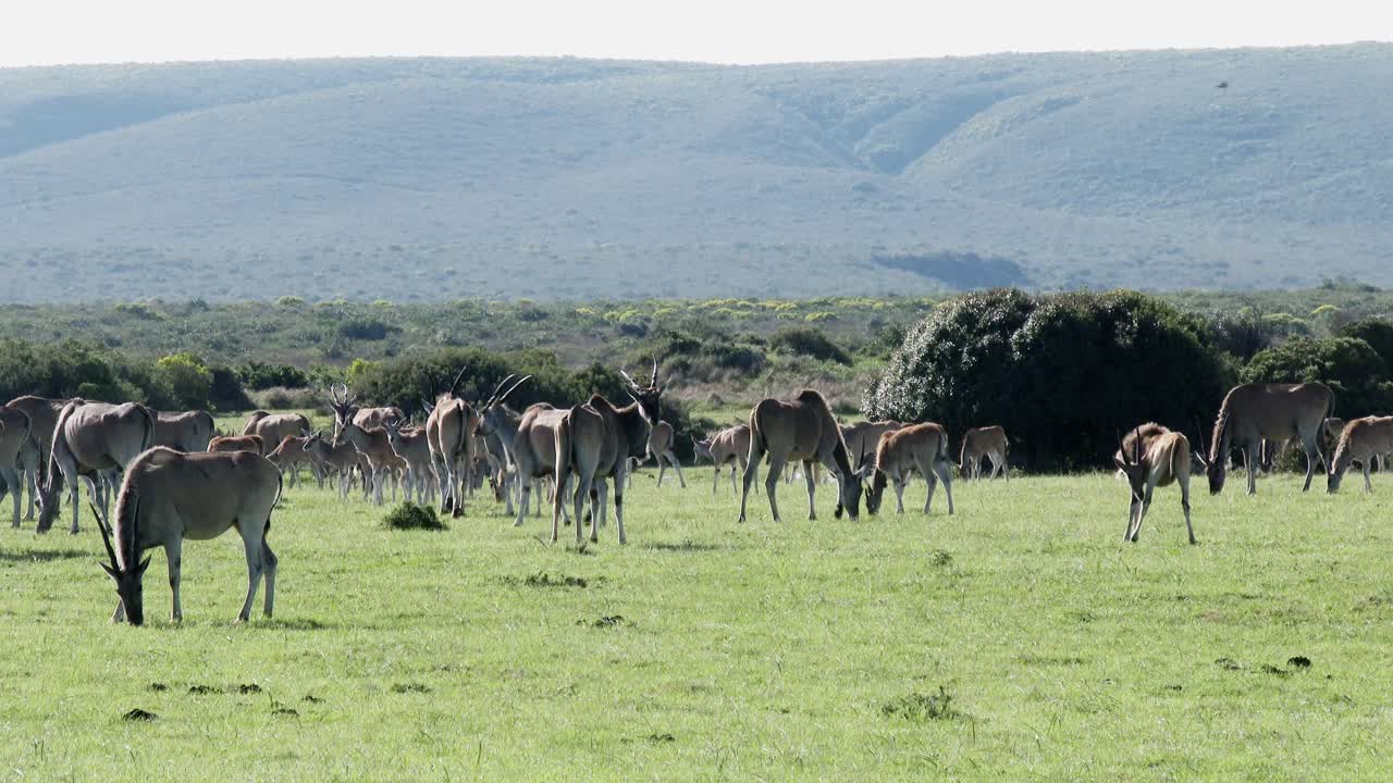 una gran manada de eland pasta en un valle de hierba con montañas en la distancia